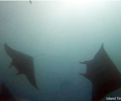 Manta Rays