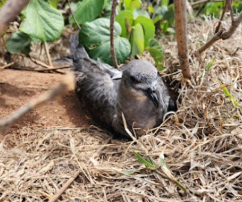 Ha'apai, Rat Eradication