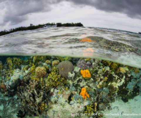 Coral Reefs