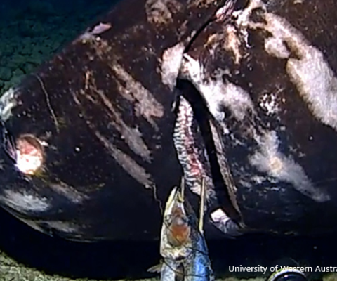 Tonga Trench, sharks