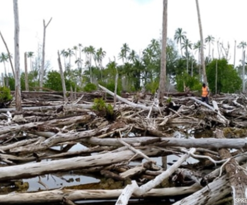 Solomon Islands, blue carbon