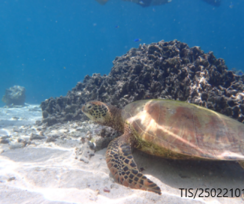 Cook Islands, turtle