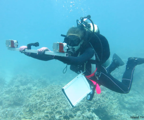 Palau, reef fish stock surveys