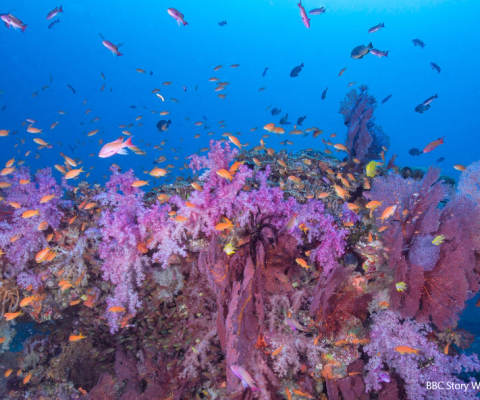 Fiji, diving