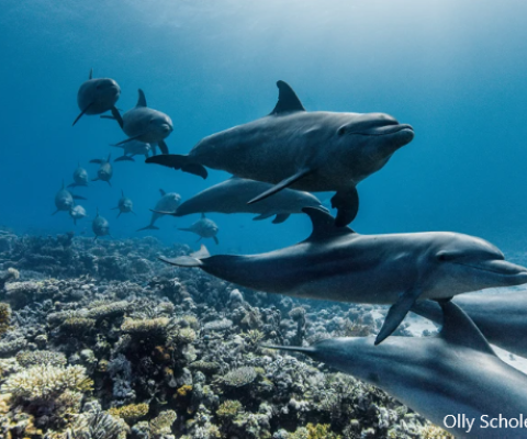 Ocean conservation