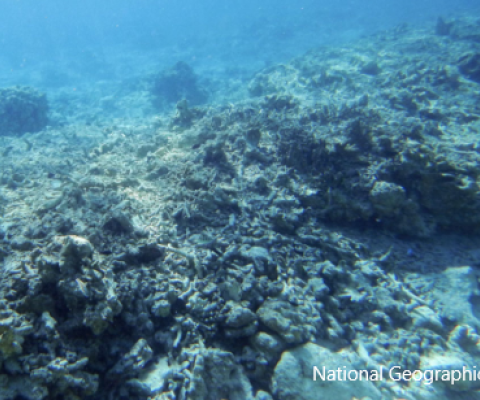 Fiji coral reefs