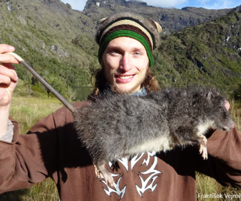 PNG, Giant Rodent