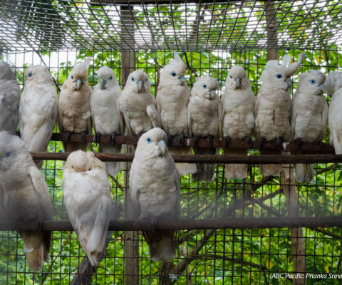 Wildlife trade, Solomon Islands