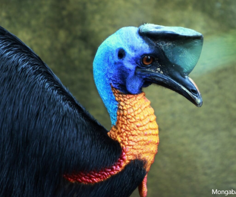 PNG