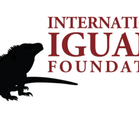 Iguana