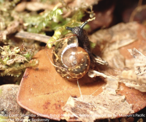 Snails