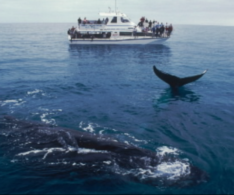 Whale Sanctuary
