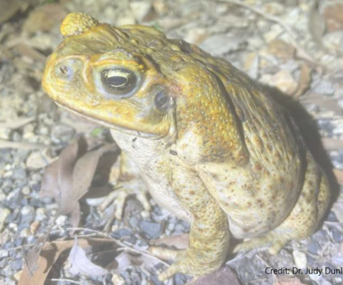 Cane Toad