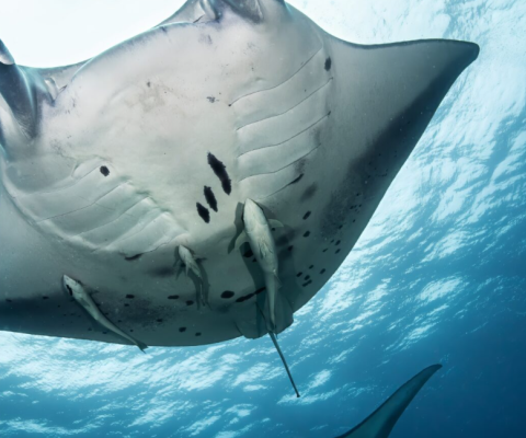 Devil Rays