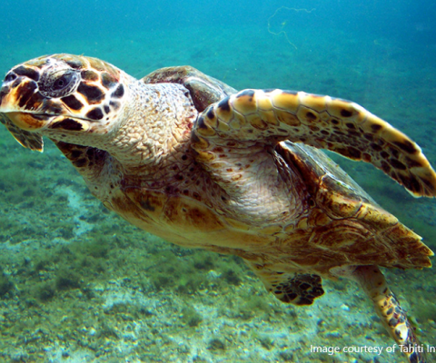 Tahiti Turtles