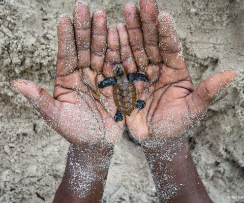 Sea Turtles