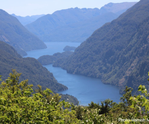 NZ