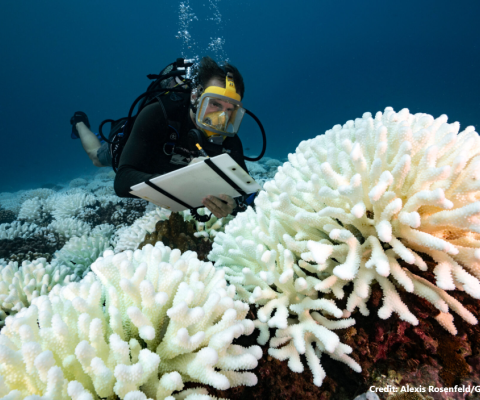 Coral Reefs