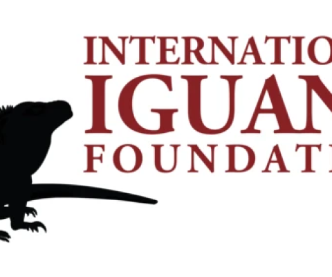 Iguana