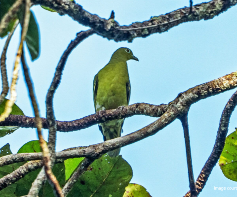 Timor-Leste