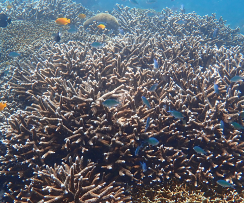 Coral reefs