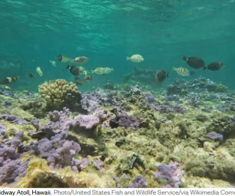 Coral Reefs