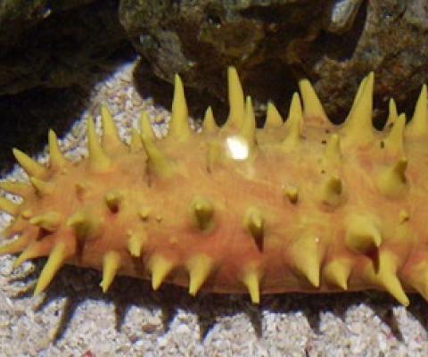 sea cucumber. Photo: 123RF