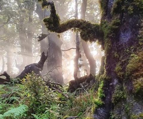 SNAs are 'New Zealand's most important remnants of native habitat - places where rare or threatened plants or animals are still found', Forest and Bird says (file image). Photo: RNZ/Sally Round