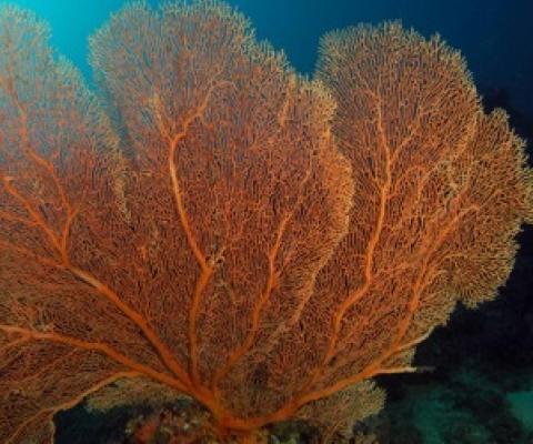 Gorgonian sea fan (Gorgonacea sp). New Britain, Papua New Guinea. Solomon Sea. Date: 23/01/2008. (Photo by: Avalon/Universal Images Group via Getty Images) UNIVERSAL IMAGES GROUP VIA GETTY IMAGES