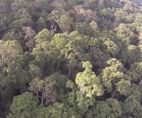 Tropical forest, Sabah, Malaysia