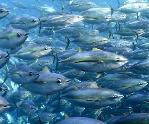 School of tuna. Credit - FabienForget, ISSF.