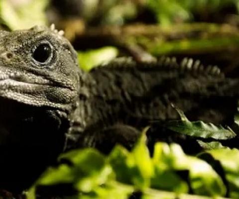 Tuatara are uniquely specialised to the temperate climate of New Zealand today Photograph: Claire Thompson/BBC