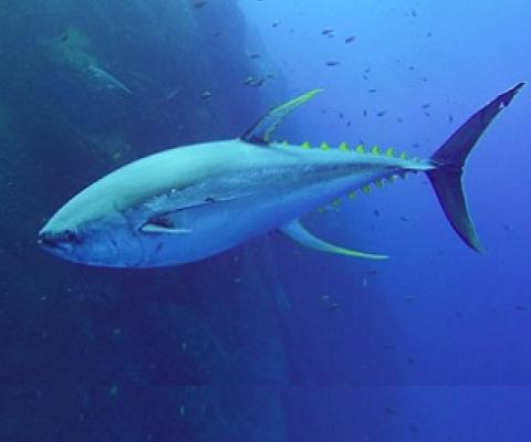 Tonga calls for more unity in Tuna conservation efforts