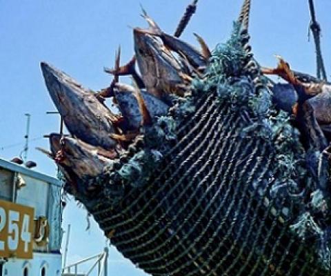 Tuna fisheries. credit - FFA