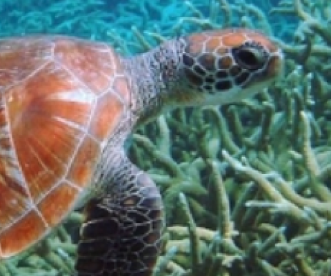 Why plastic is a deadly attraction for sea turtles