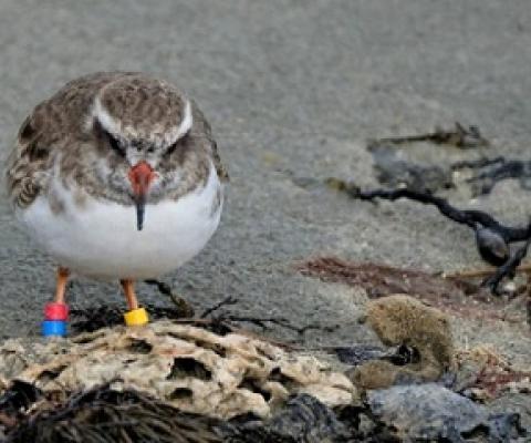 Wearing its leg bands is one of the tūturuatu. credit - Dominion Post