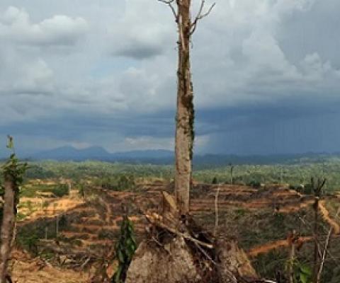  A tree stands alone in a logged area prepared for plantation near Lapok in Malaysia’s Sarawak State. Photograph: Saeed Khan/AFP/Getty Images