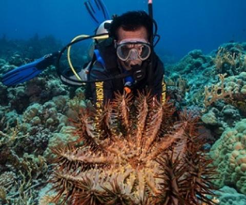 orenzo Stephan, a coral reef monitoring team member in Chuuk, holds one of many coral-eating crown-of-thorns starfish found during the El Niño Southern Oscillation event of 2015–2017. Photo: University of Guam