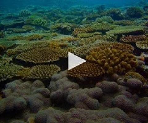 VIDEO: ABOUT 200 WORDS + 19 STATIC IMAGES IN 23 SLIDES WERE SHOWN IN VIDEO FORMAT FOR 2 MINUTES 37 SECONDS WITH BACKGROUND MUSIC. CREDIT: IMAMURA ET AL. (2020)