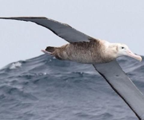 World Albatross Day. Photo Credit – Jodi Osgood-Webber