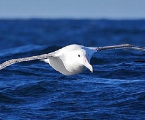 antipodean albatross. source - RNZ.com