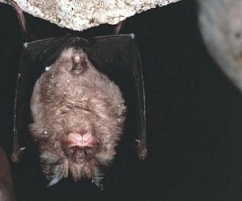 Bats may harbour viruses, but should not be persecuted, say experts. Credit - Getty Images