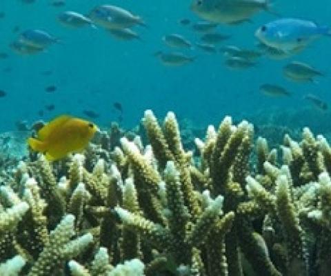 New study uses satellites and field studies to improve coral reef restoration. credit- Mongabay.com