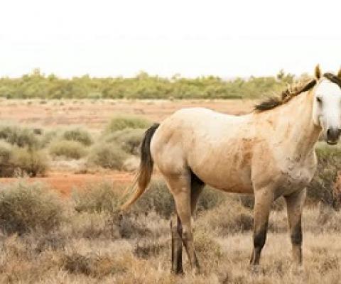Feral horses cause extensive damage to fragile ecosystems. Shutterstock