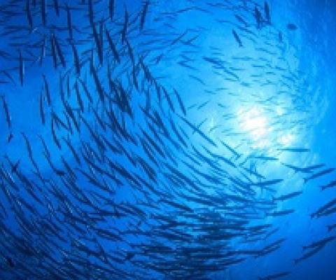school of fish