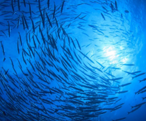 school of fish