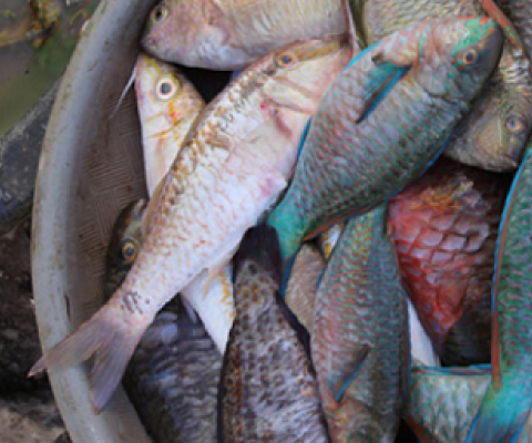 fish basket