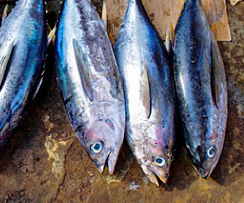 fresh fish at fish market