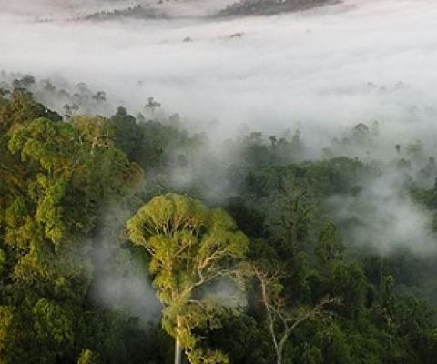 RAINFORESTS