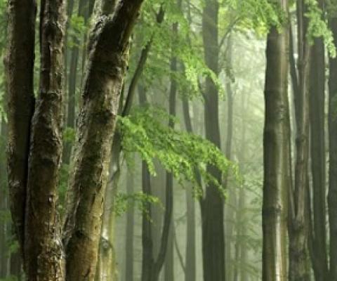 forest. Credit: CC0 Public Domain
